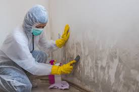 Mold Odor Removal Services in Richboro, PA